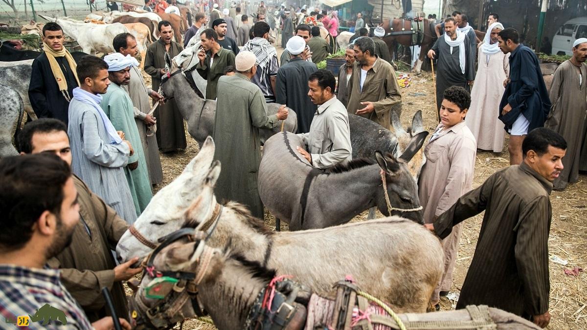 گوشت خر و قاطر