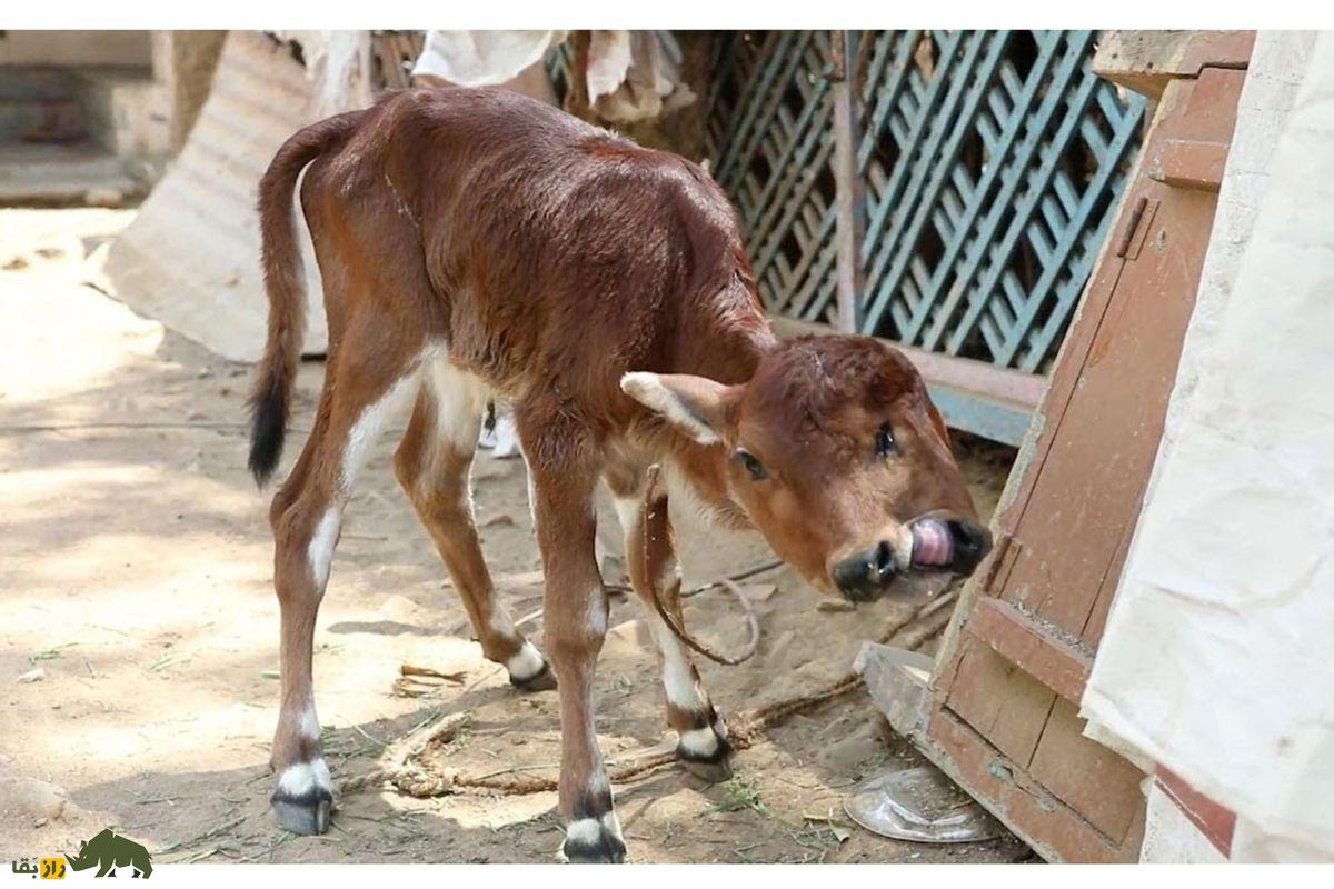 دوقلوهای به هم چسبیده در حیوانات: عجایب نادر طبیعت و رازهای زندگی شگفتانگیز آنها دوقلوهای به هم چسبیده در حیوانات: عجایب نادر طبیعت و رازهای زندگی شگفتانگیز آنها