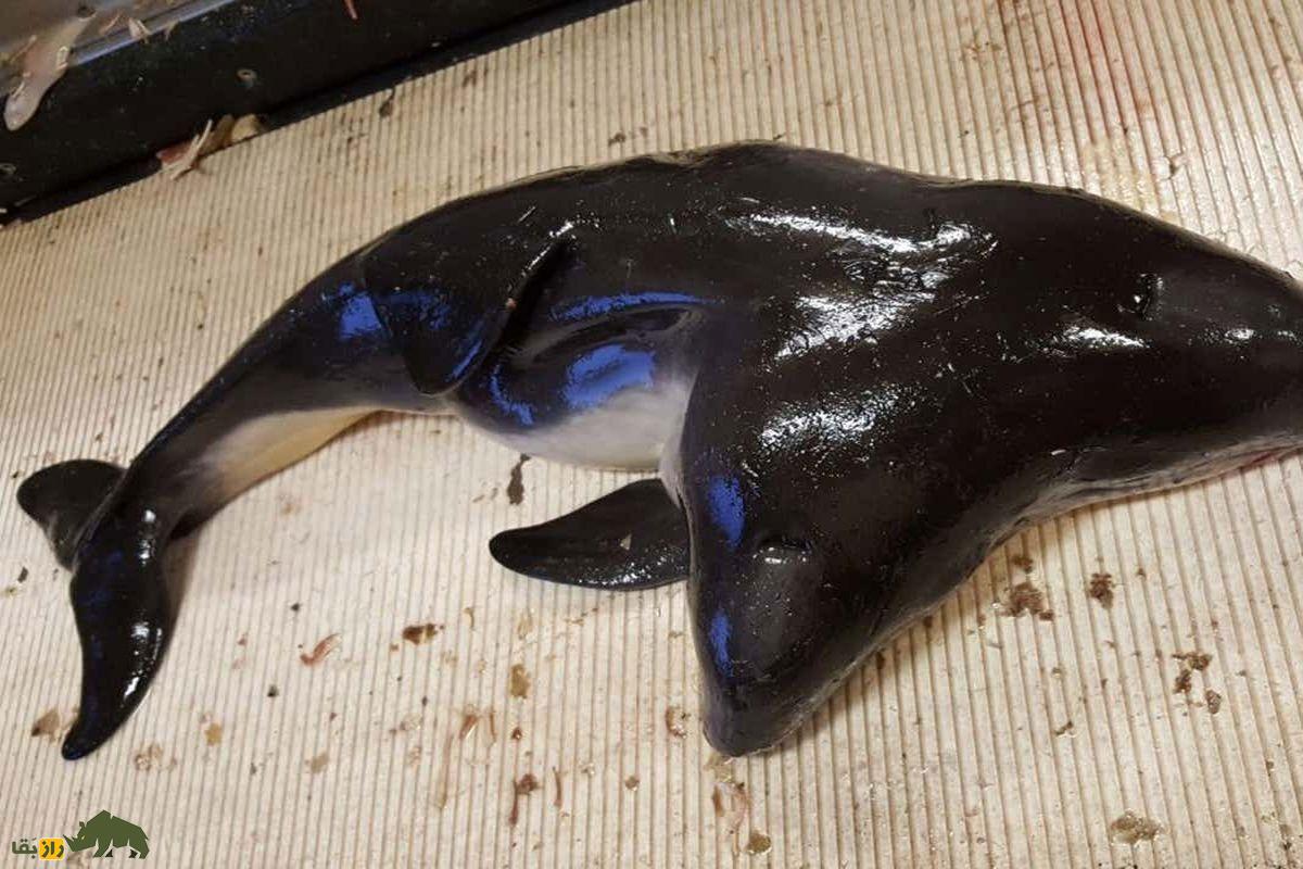 دوقلوهای به هم چسبیده در حیوانات: عجایب نادر طبیعت و رازهای زندگی شگفتانگیز آنها دوقلوهای به هم چسبیده در حیوانات: عجایب نادر طبیعت و رازهای زندگی شگفتانگیز آنها