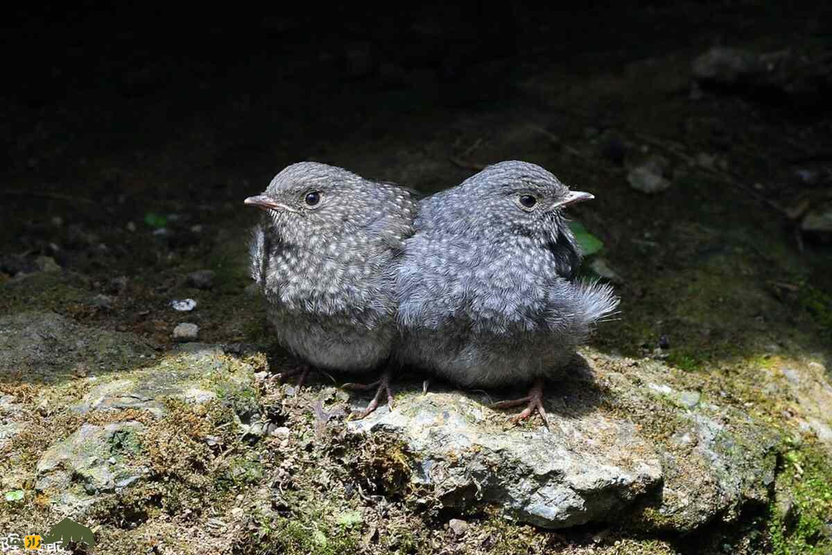 دوقلوهای به هم چسبیده در حیوانات: عجایب نادر طبیعت و رازهای زندگی شگفتانگیز آنها دوقلوهای به هم چسبیده در حیوانات: عجایب نادر طبیعت و رازهای زندگی شگفتانگیز آنها