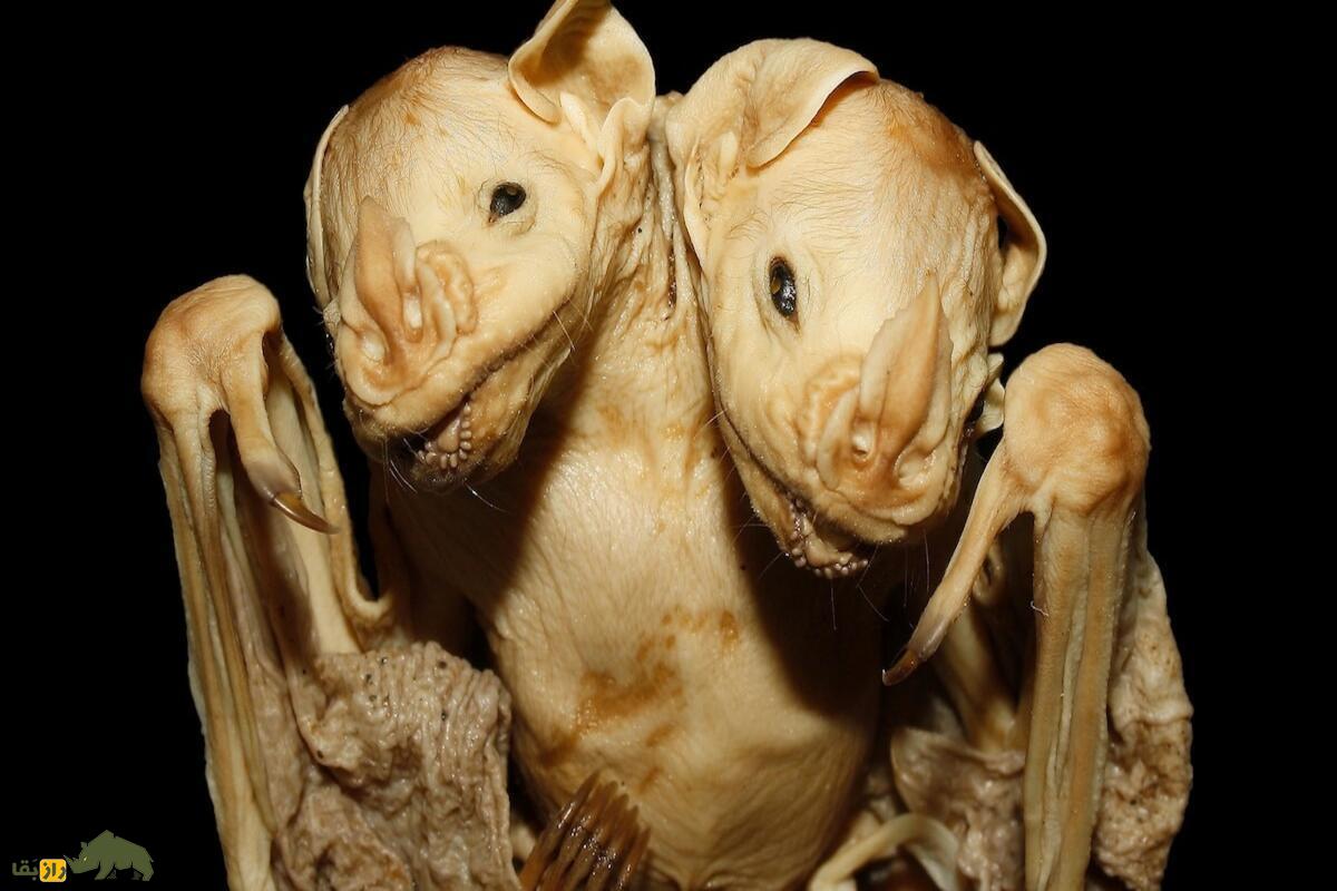 دوقلوهای به هم چسبیده در حیوانات: عجایب نادر طبیعت و رازهای زندگی شگفتانگیز آنها دوقلوهای به هم چسبیده در حیوانات: عجایب نادر طبیعت و رازهای زندگی شگفتانگیز آنها