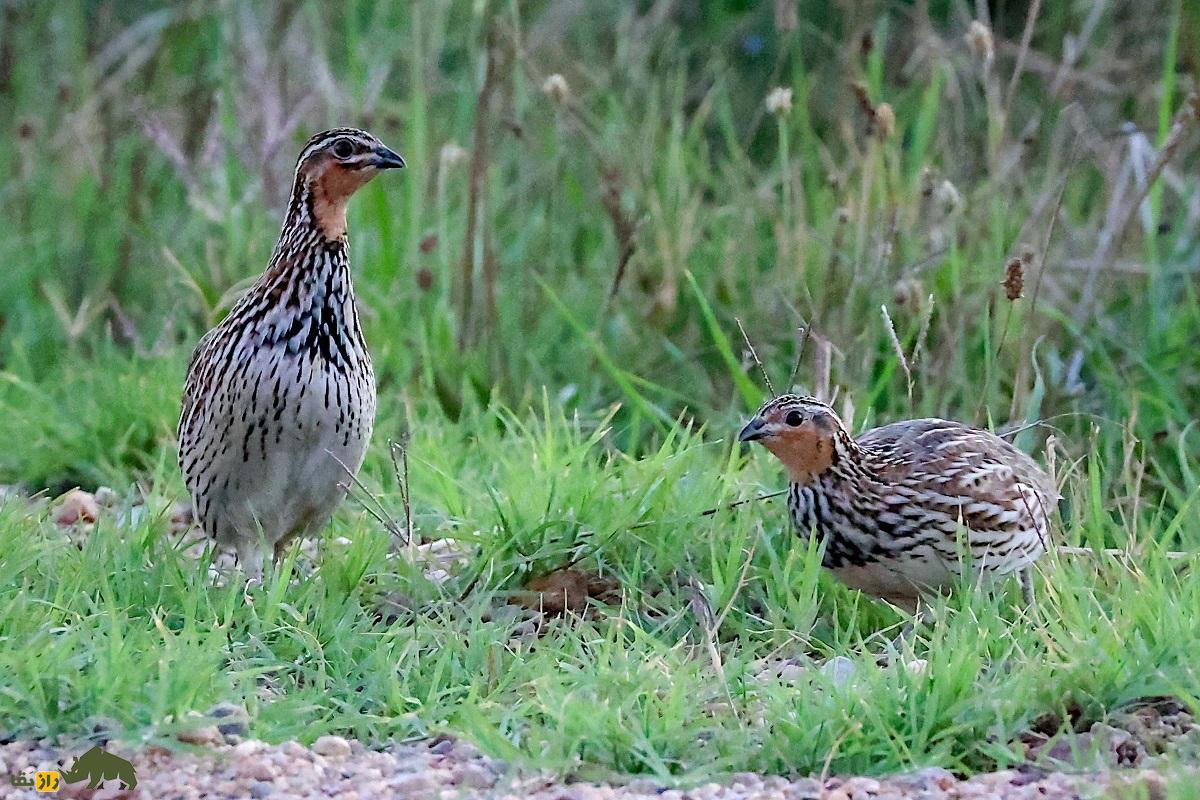 بلدرچین کاهی؛ بلدرچین معروف به «معمار» و استاد استتار که با سر عت باد میدَود بلدرچین کاهی