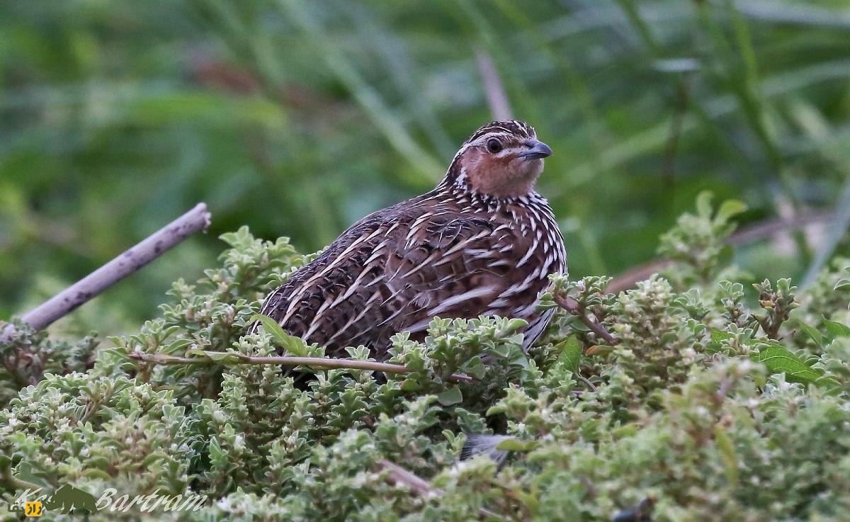 بلدرچین کاهی؛ بلدرچین معروف به «معمار» و استاد استتار که با سر عت باد میدَود بلدرچین کاهی