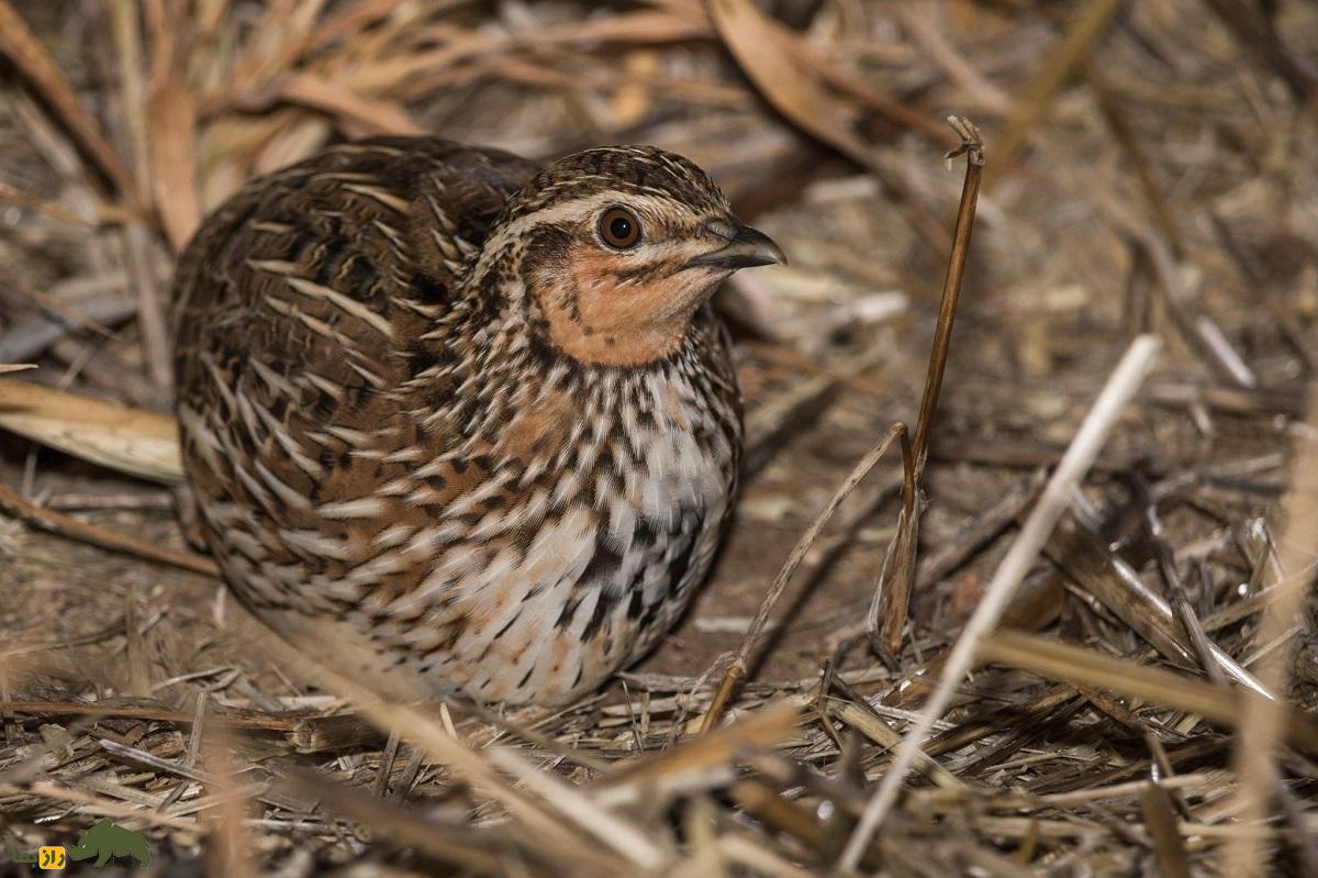 بلدرچین کاهی؛ بلدرچین معروف به «معمار» و استاد استتار که با سر عت باد میدَود بلدرچین کاهی