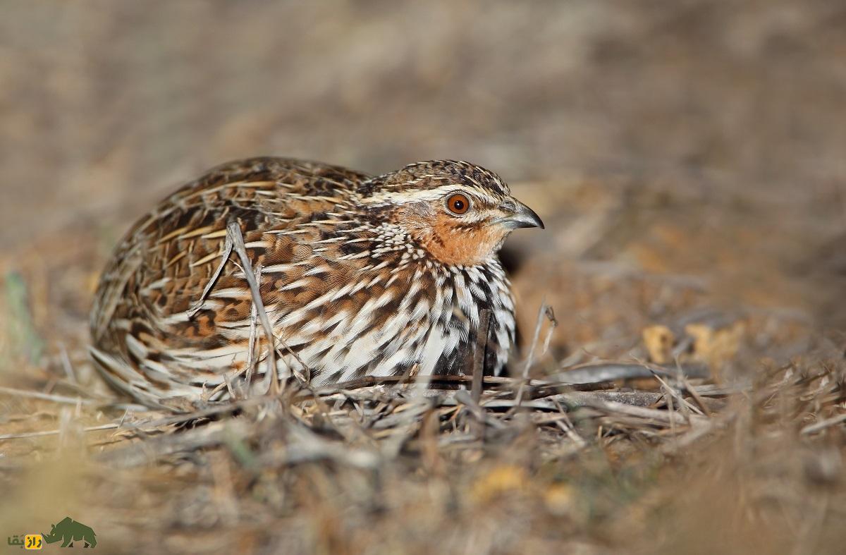 بلدرچین کاهی؛ بلدرچین معروف به «معمار» و استاد استتار که با سر عت باد میدَود بلدرچین کاهی
