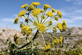 کشت باریجه؛ طلای معطر کوهستان با تقاضای بالا در صنایع دارویی و مصرف آب ناچیز که کشت آن سود بالایی دارد