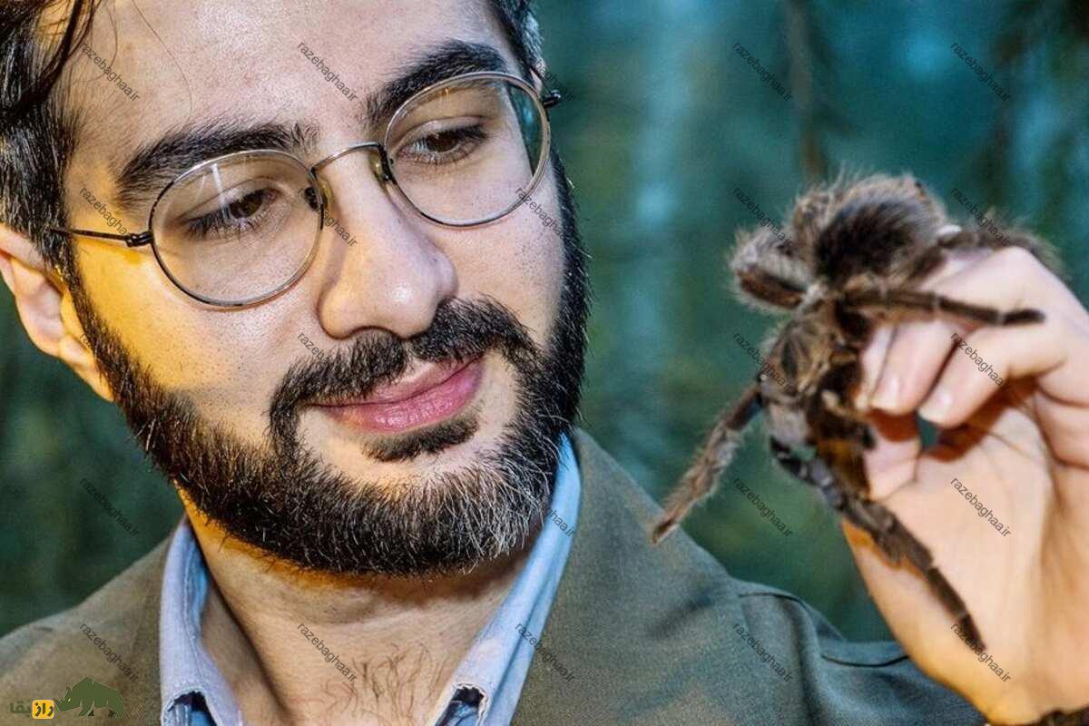 عنکبوت‌ ساتیرکس؛ عنکبوتی با بلندترین آلت تناسلی که در عربستان زندگی می‌کند و توسط یک ایرانی کشف شد