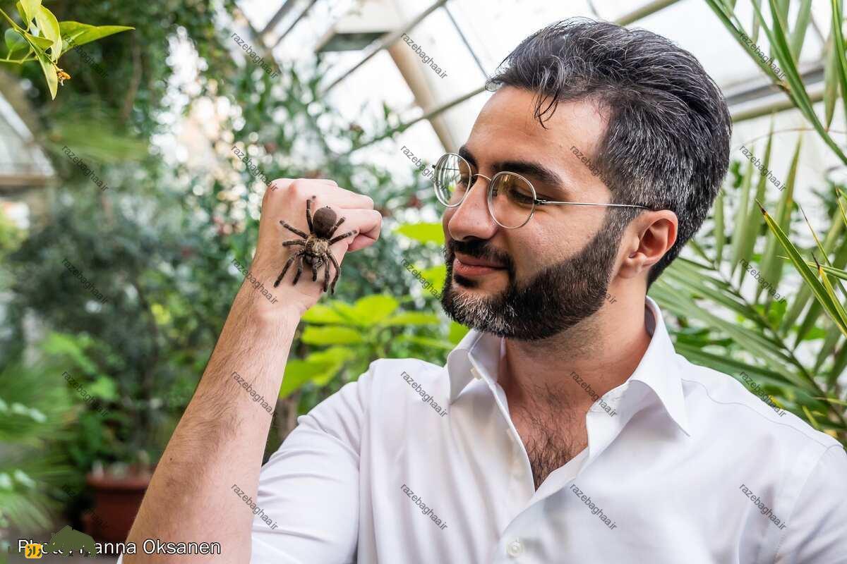عنکبوت‌ ساتیرکس
