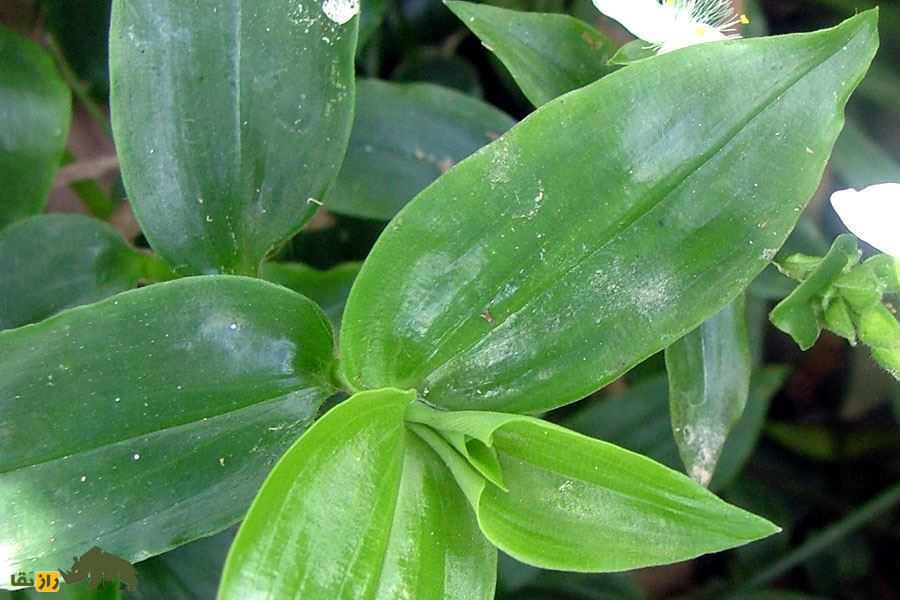 یهودی سرگردان یا برگ بیدی؛ گیاهی مهاجم و خطرناک که بعد از حمله به جنگلها، حالا به خانههای مردم رسیده است! یهودی سرگردان یا برگ بیدی