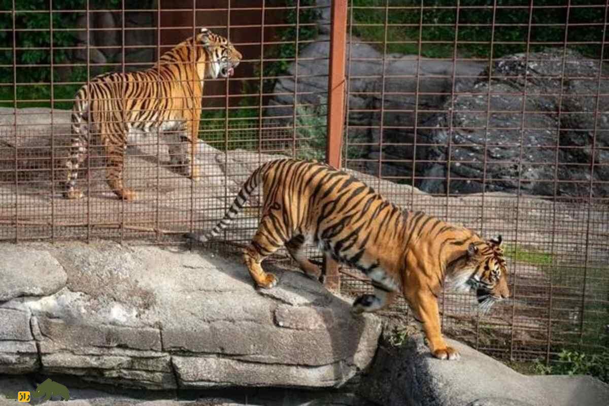 ماجرای جنجالی آلبورگ: چرا یک باغوحش دانمارکی از مردم خواست حیوانات خانگیشان را برای غذای درندگان اهدا کنند؟ ماجرای جنجالی آلبورگ: چرا یک باغوحش دانمارکی از مردم خواست حیوانات خانگیشان را برای غذای درندگان اهدا کنند؟