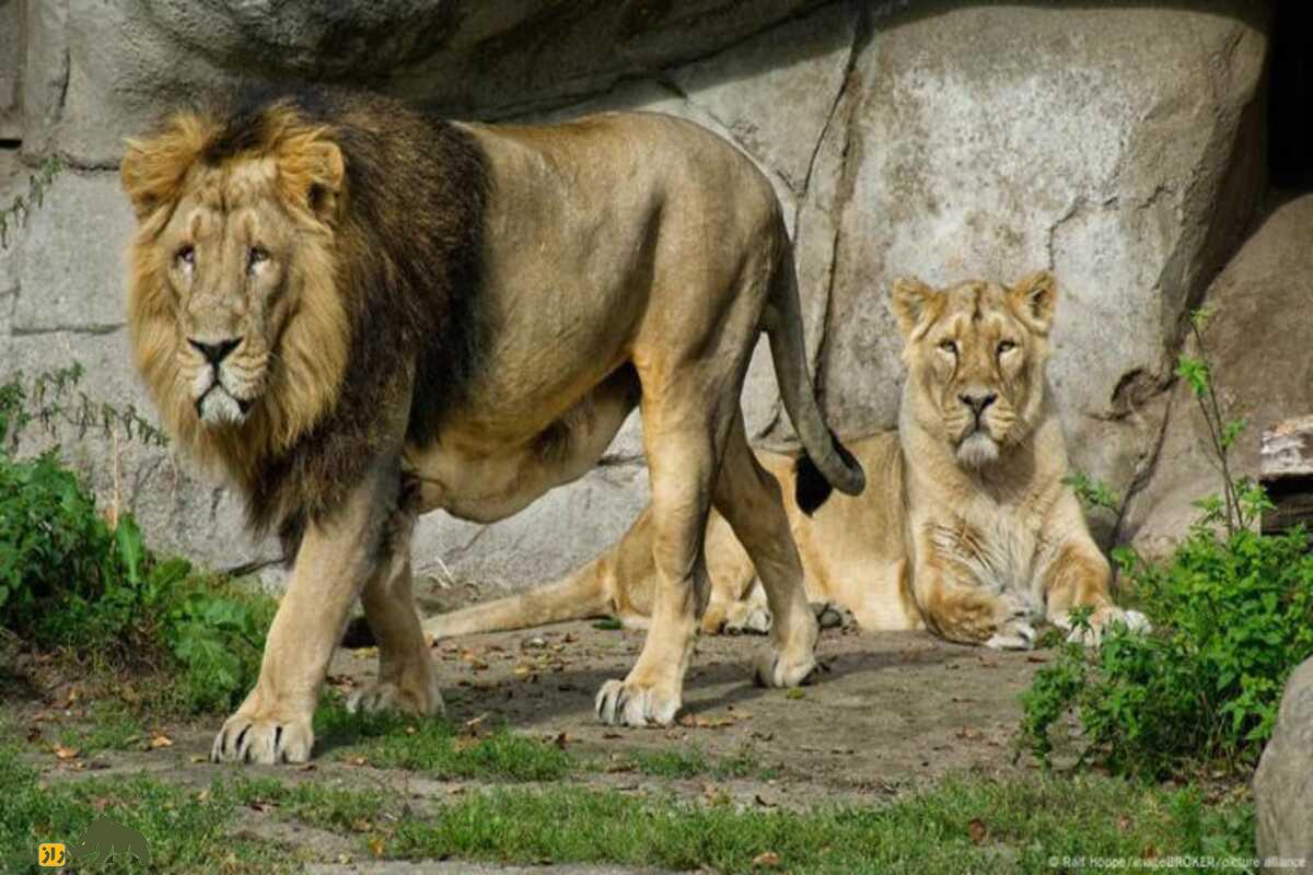 ماجرای جنجالی آلبورگ: چرا یک باغوحش دانمارکی از مردم خواست حیوانات خانگیشان را برای غذای درندگان اهدا کنند؟ ماجرای جنجالی آلبورگ: چرا یک باغوحش دانمارکی از مردم خواست حیوانات خانگیشان را برای غذای درندگان اهدا کنند؟