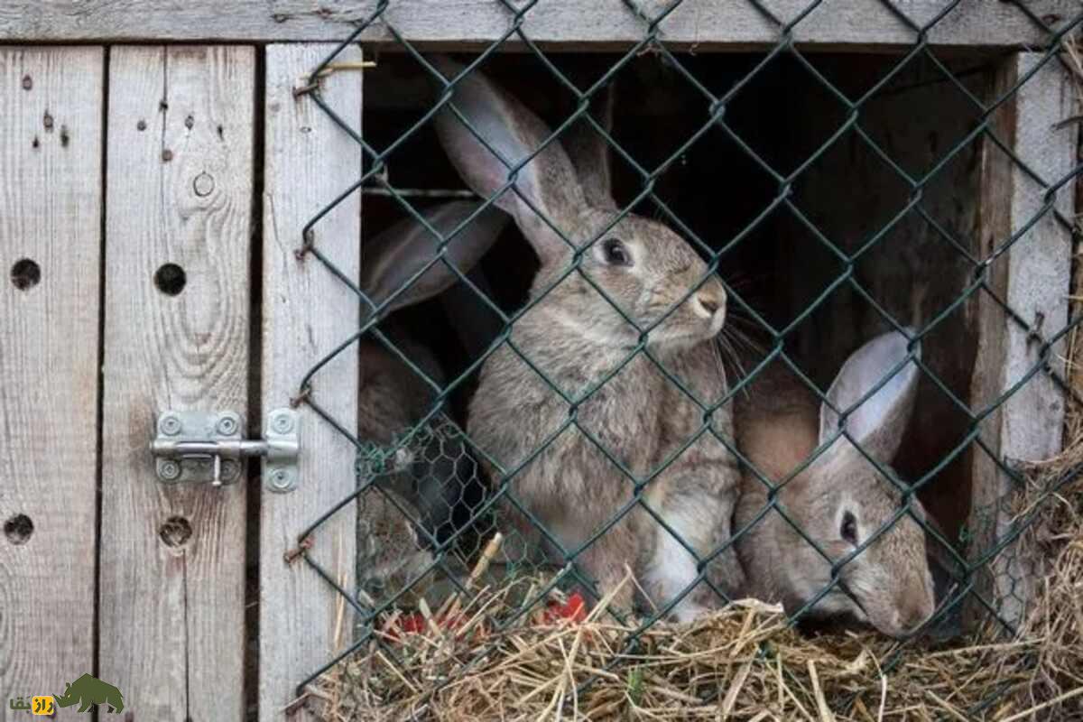 ماجرای جنجالی آلبورگ: چرا یک باغوحش دانمارکی از مردم خواست حیوانات خانگیشان را برای غذای درندگان اهدا کنند؟ ماجرای جنجالی آلبورگ: چرا یک باغوحش دانمارکی از مردم خواست حیوانات خانگیشان را برای غذای درندگان اهدا کنند؟