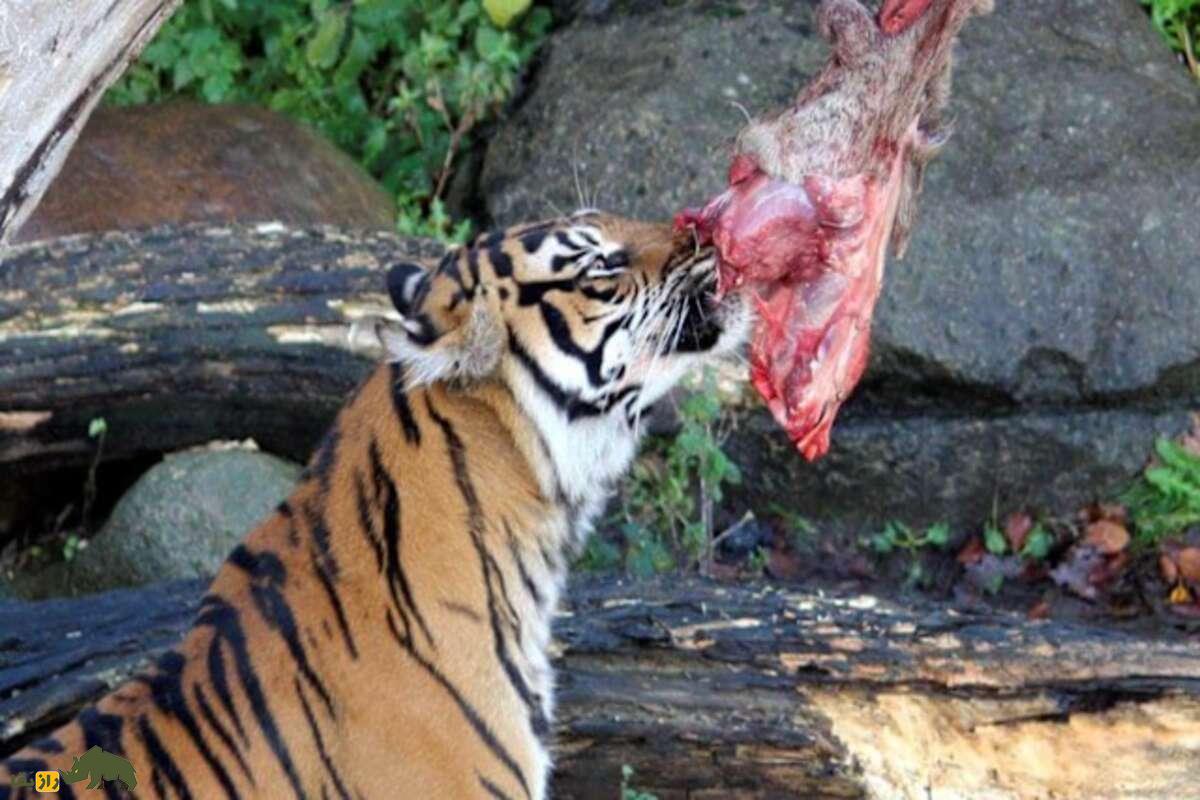 ماجرای جنجالی آلبورگ: چرا یک باغوحش دانمارکی از مردم خواست حیوانات خانگیشان را برای غذای درندگان اهدا کنند؟ ماجرای جنجالی آلبورگ: چرا یک باغوحش دانمارکی از مردم خواست حیوانات خانگیشان را برای غذای درندگان اهدا کنند؟