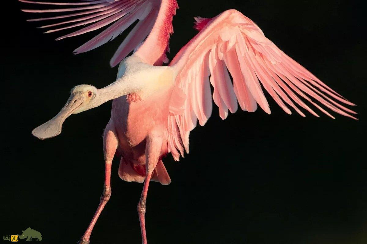 کفچه نوک رزین؛ پرندهای زیبا با منقاری قاشقی که در تالابها رقص آبی اجرا میکند و رنگ پرهایش چشمنواز است کفچه نوک رزین؛ پرندهای زیبا با منقاری قاشقی که در تالابها رقص آبی اجرا میکند و رنگ پرهایش چشمنواز است