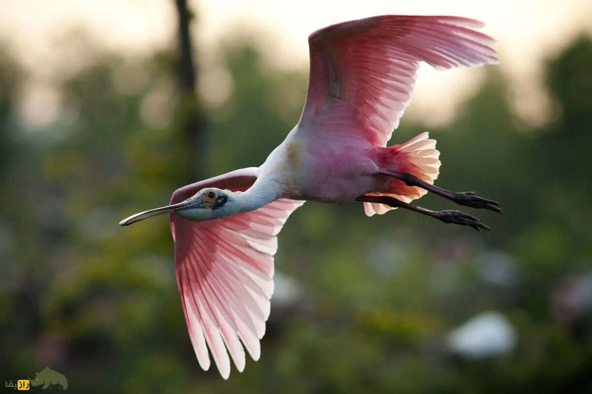 کفچه نوک رزین؛ پرندهای زیبا با منقاری قاشقی که در تالابها رقص آبی اجرا میکند و رنگ پرهایش چشمنواز است کفچه نوک رزین؛ پرندهای زیبا با منقاری قاشقی که در تالابها رقص آبی اجرا میکند و رنگ پرهایش چشمنواز است