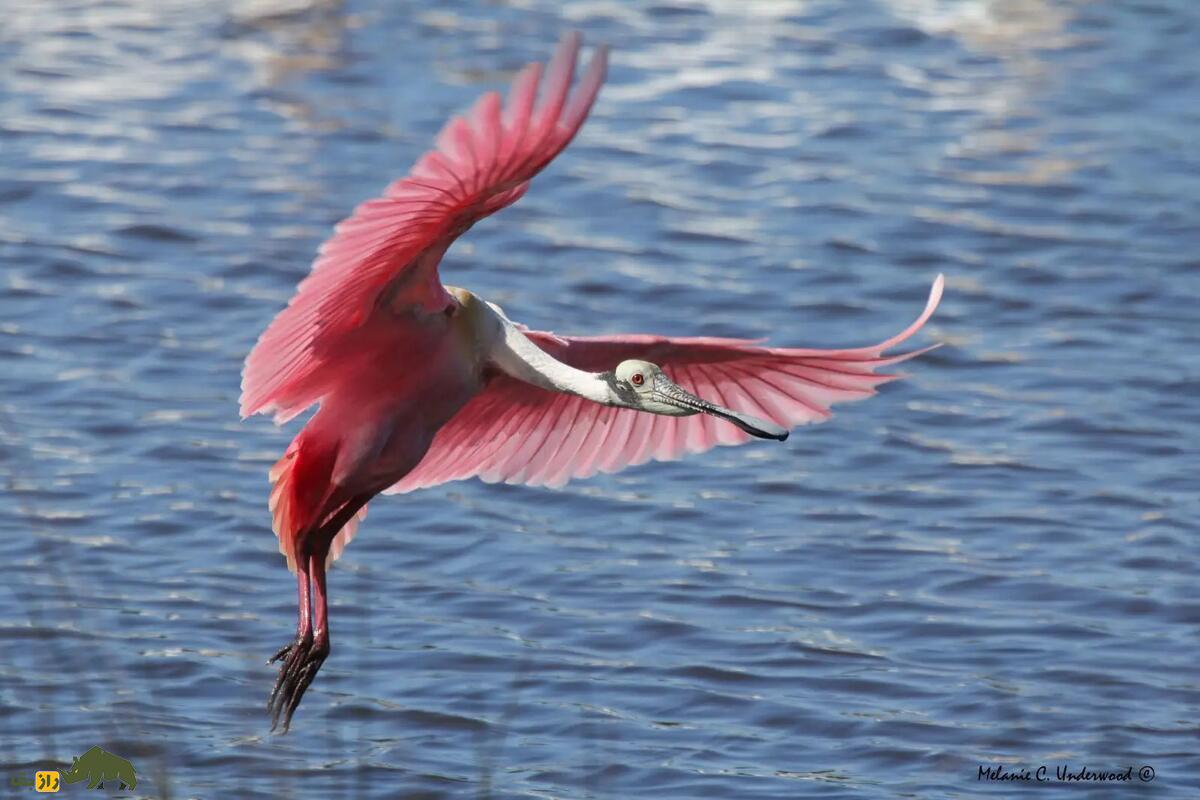 کفچه نوک رزین؛ پرندهای زیبا با منقاری قاشقی که در تالابها رقص آبی اجرا میکند و رنگ پرهایش چشمنواز است کفچه نوک رزین؛ پرندهای زیبا با منقاری قاشقی که در تالابها رقص آبی اجرا میکند و رنگ پرهایش چشمنواز است
