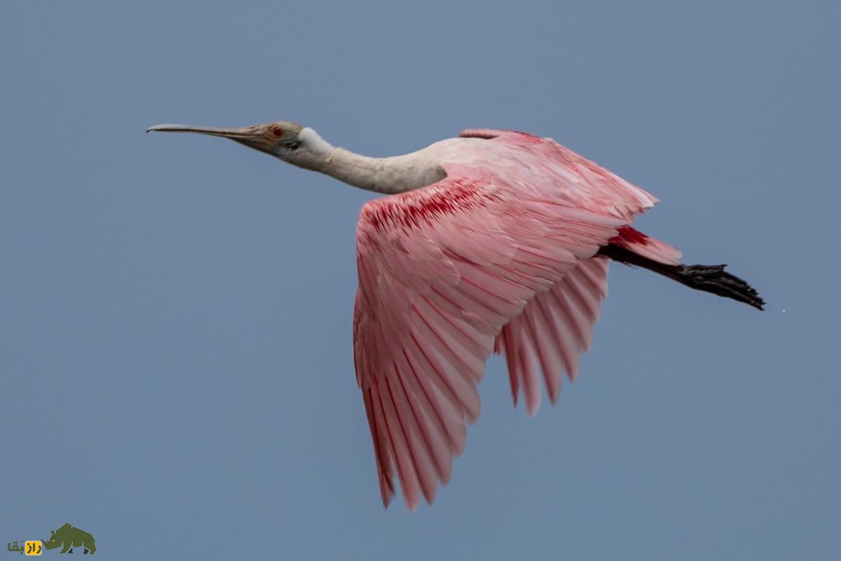 کفچه نوک رزین؛ پرندهای زیبا با منقاری قاشقی که در تالابها رقص آبی اجرا میکند و رنگ پرهایش چشمنواز است کفچه نوک رزین؛ پرندهای زیبا با منقاری قاشقی که در تالابها رقص آبی اجرا میکند و رنگ پرهایش چشمنواز است