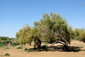 تاغ؛ مقاومترین گیاه دنیا که با ریشههای عمیق کویر را مهار میکند، آب نمیخواهد و خاک را نجات میدهد
