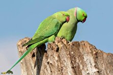 طوطی‌های داداشی؛ پرندگانی که با هدیه‌دادن دل ماده‌ها را به‌دست می‌آورند و پس از جفت‌گیری سراغ عشق بعدی می‌روند!