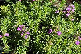 مرزه کوهی لرستان؛ گیاهی خوشعطر و دارویی با کاربرد محلی و صادراتی که کاشت آن سود بسیار بالایی دارد