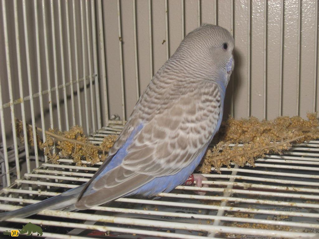 مرغ عشق دارچینی