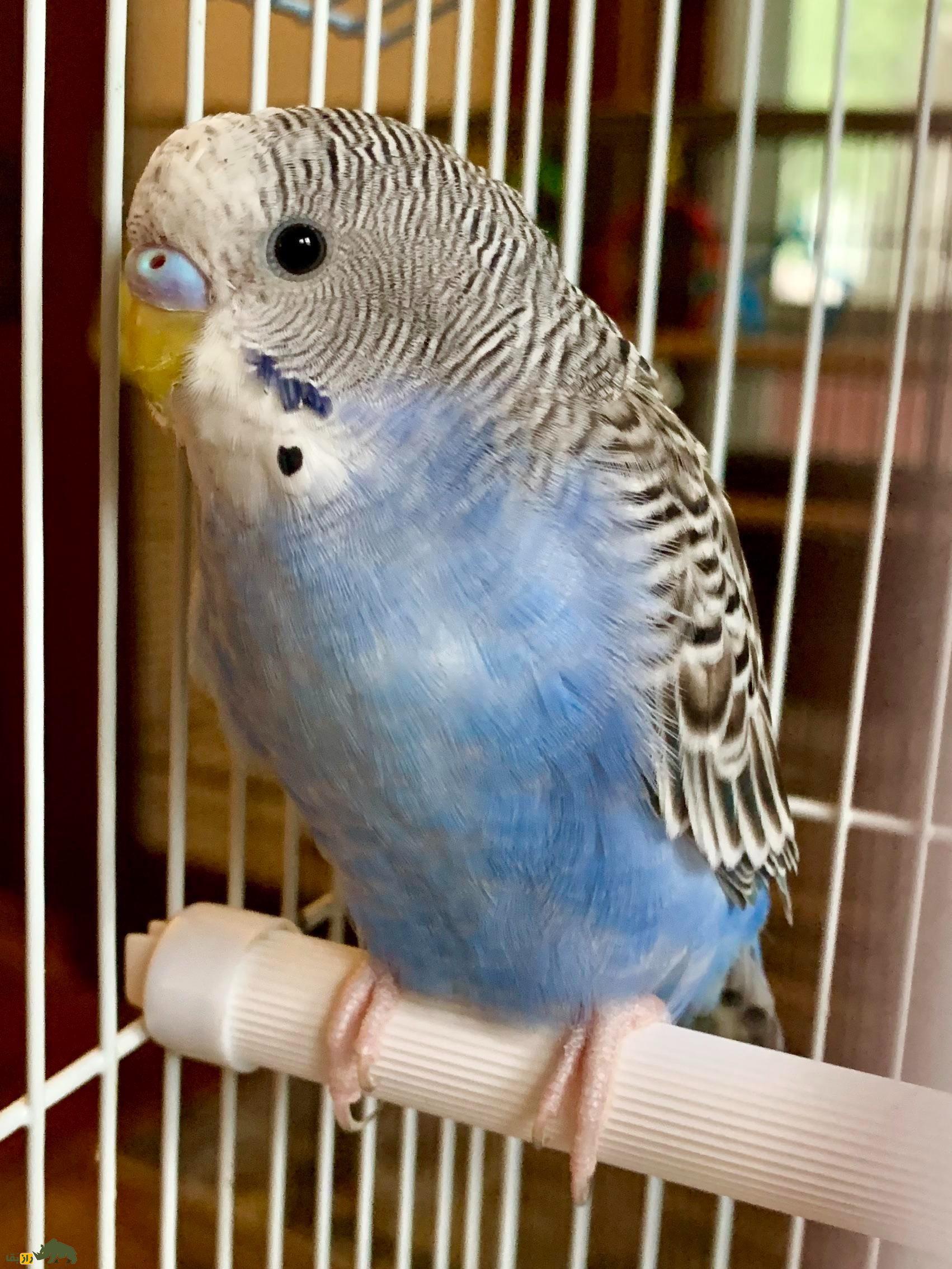 مرغ عشق دارچینی