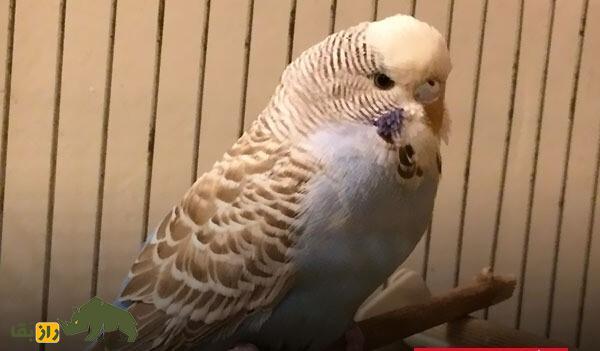 مرغ عشق دارچینی