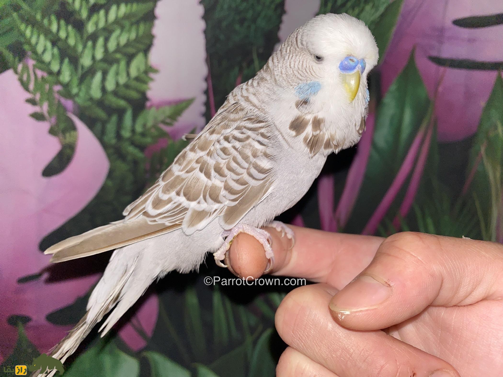 مرغ عشق دارچینی