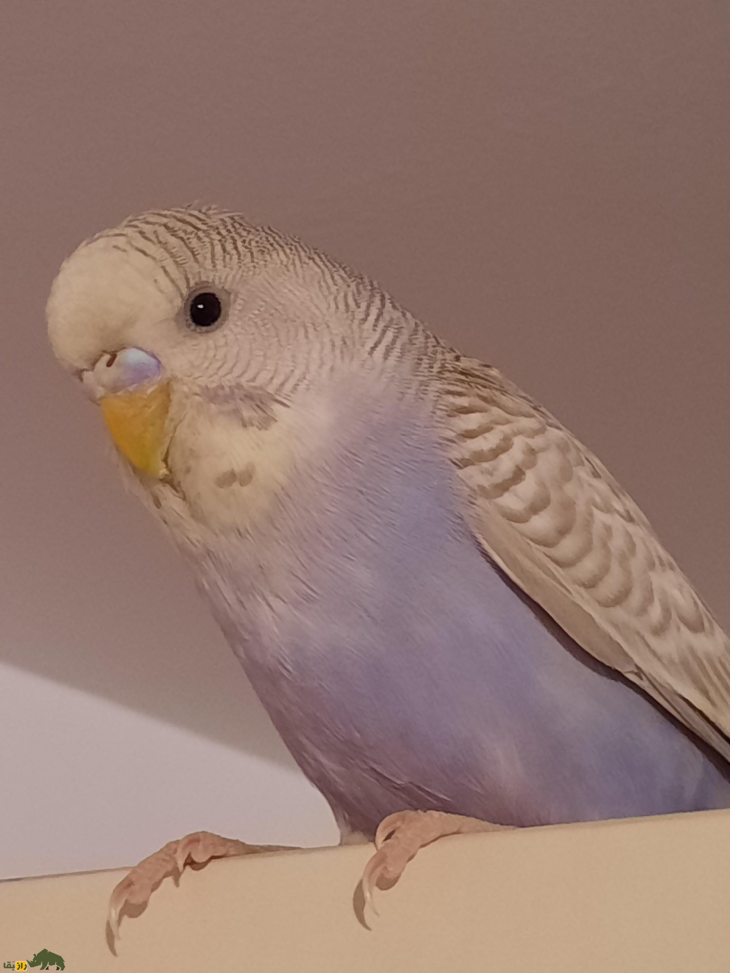 مرغ عشق دارچینی