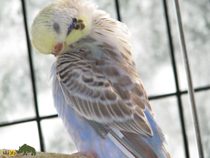 مرغ عشق دارچینی