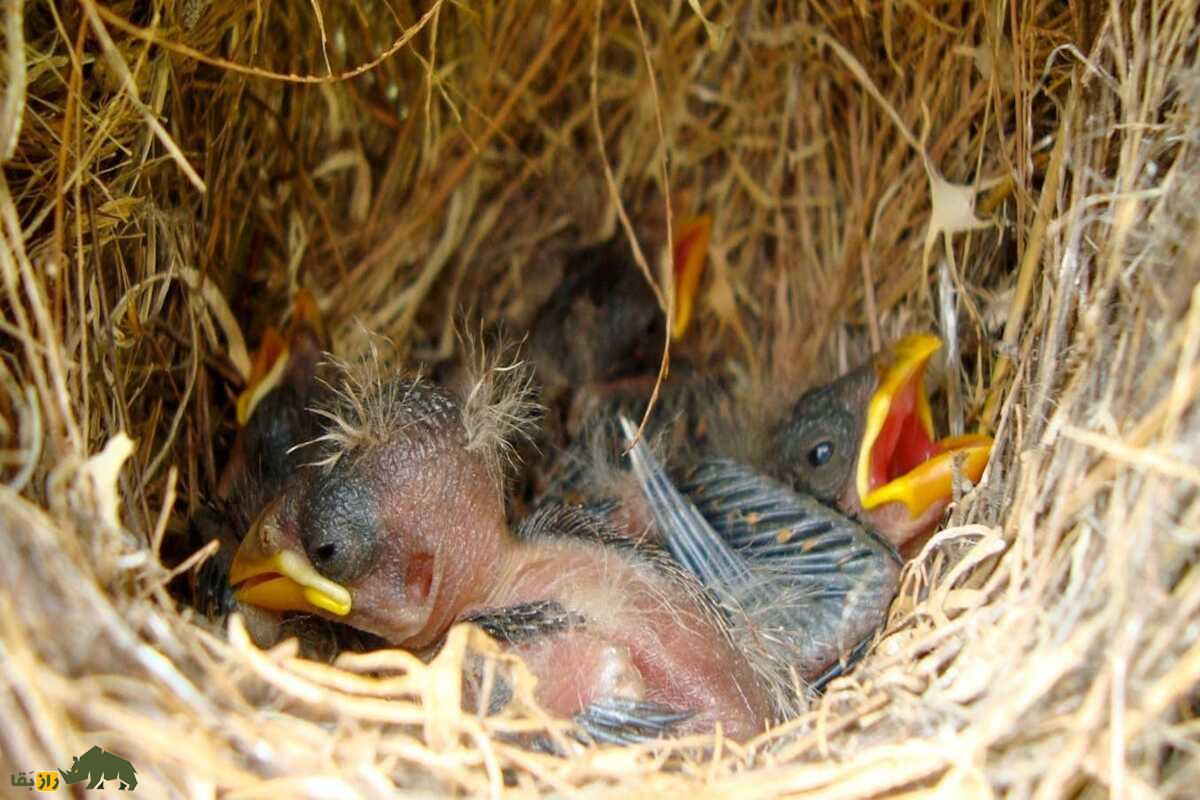 فنچ داروین؛ پرنده کوچک گالاپاگوس که راز تکامل و نوک‌های عجیبش دانشمندان را شگفت‌زده کرد
