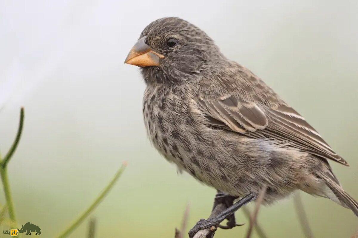 فنچ داروین؛ پرنده کوچک گالاپاگوس که راز تکامل و نوک‌های عجیبش دانشمندان را شگفت‌زده کرد