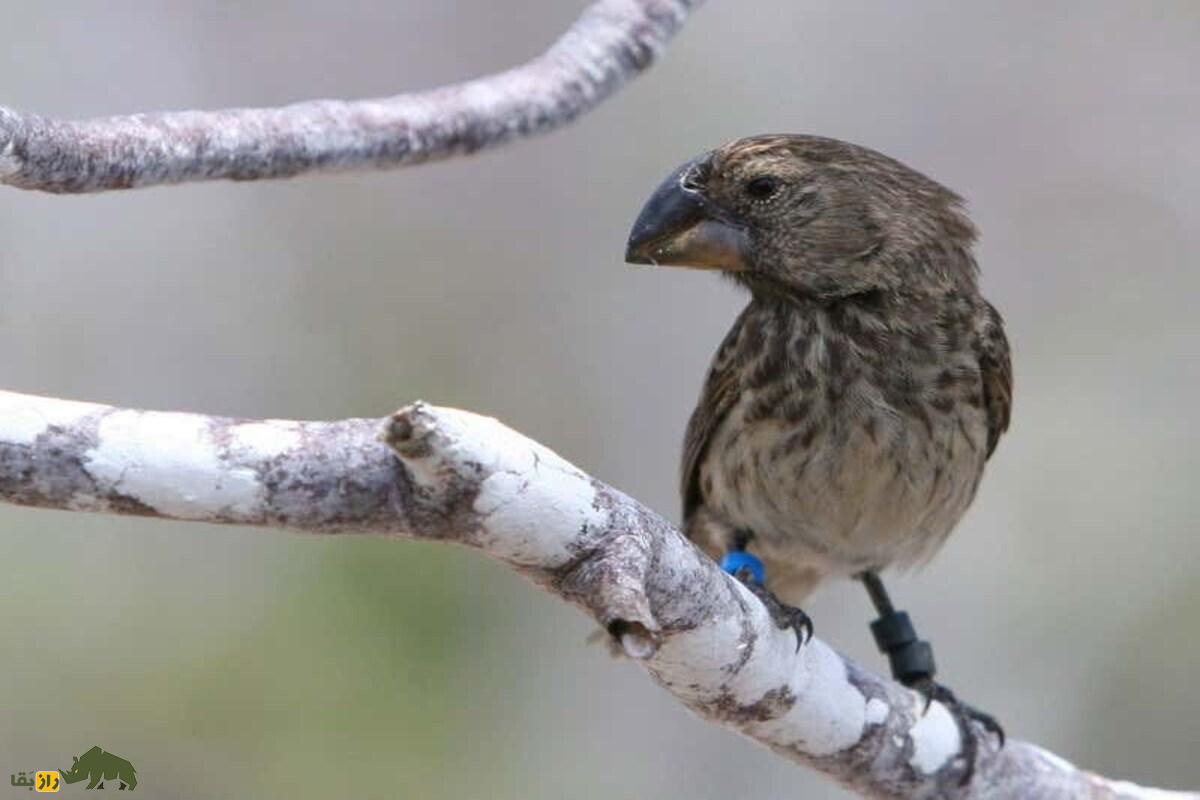 فنچ داروین؛ پرنده کوچک گالاپاگوس که راز تکامل و نوک‌های عجیبش دانشمندان را شگفت‌زده کرد