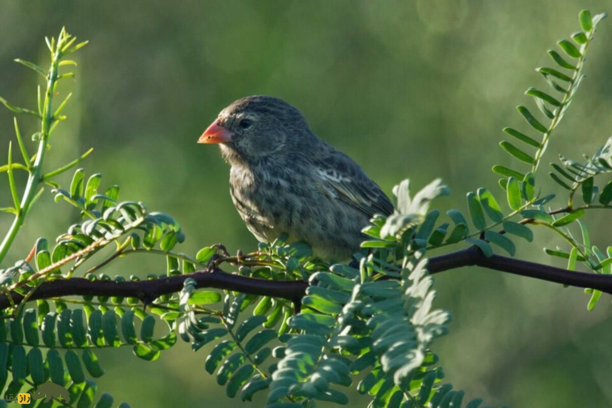 فنچ داروین؛ پرنده کوچک گالاپاگوس که راز تکامل و نوک‌های عجیبش دانشمندان را شگفت‌زده کرد