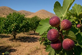 انجیر استهبان؛ طلای شیرین فارس و بزرگترین باغ انجیر دیم روی زمین که ثبت جهانی شده است