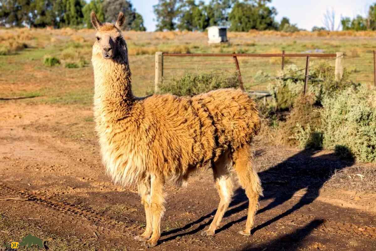 تفاوت لاما و آلپاکا؛ این دو شتر عجیب آمریکای جنوبی چه تفاوتهایی باهم دارند؟ تفاوت لاما و آلپاکا؛ این دو شتر عجیب آمریکای جنوبی چه تفاوتهایی باهم دارند؟