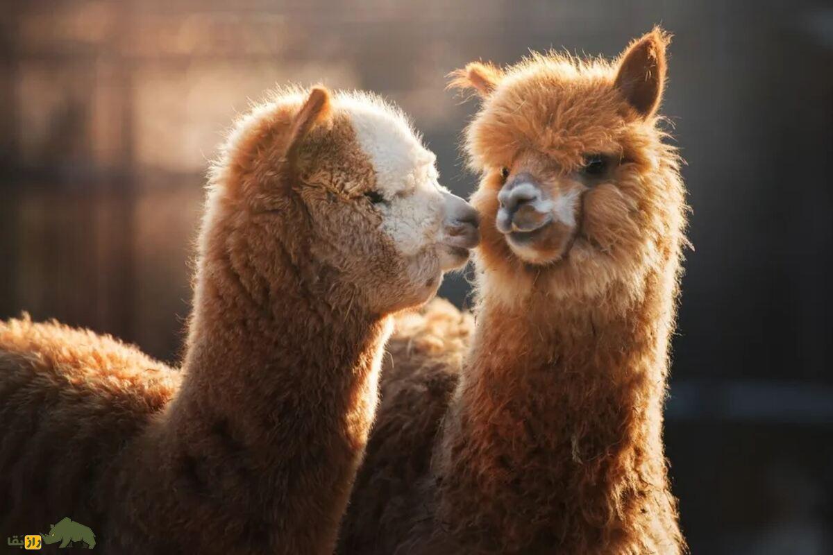 تفاوت لاما و آلپاکا؛ این دو شتر عجیب آمریکای جنوبی چه تفاوتهایی باهم دارند؟ تفاوت لاما و آلپاکا؛ این دو شتر عجیب آمریکای جنوبی چه تفاوتهایی باهم دارند؟