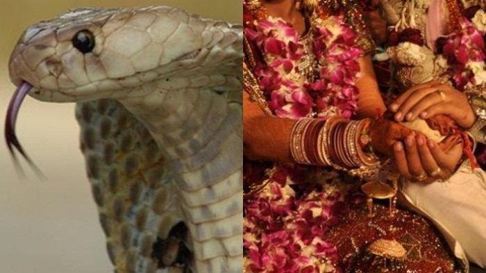 بیمبلا داس؛ دختر ۱۸ ساله هندی که عاشق یک مار کبرا شد و با او ازدواج کرد