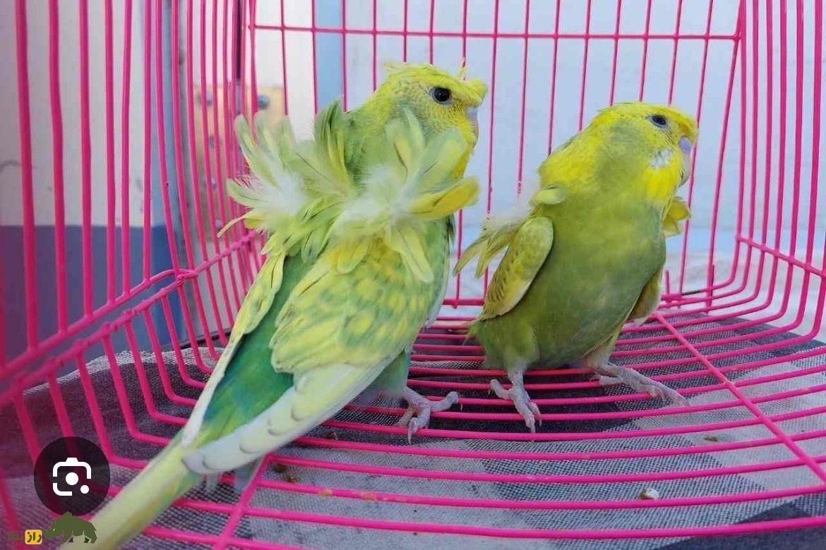 مرغ عشق پروانه‌ای