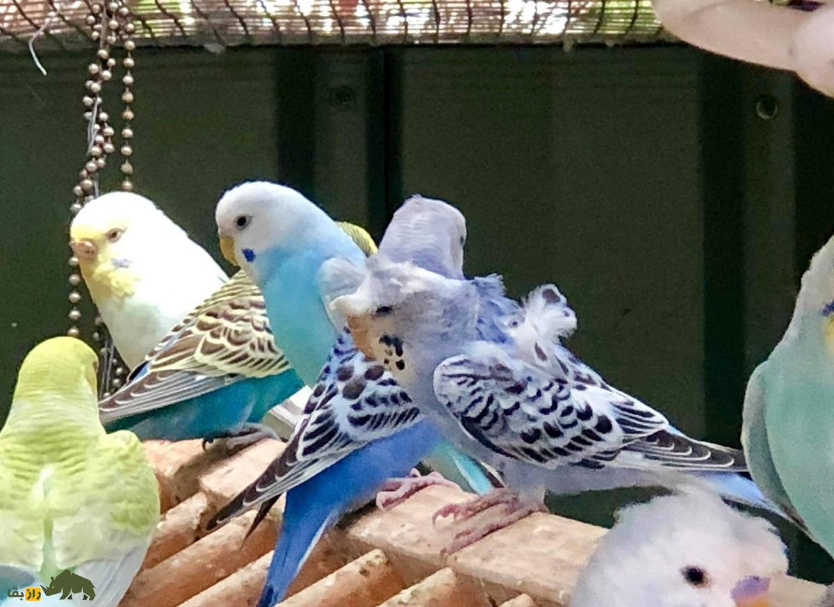 مرغ عشق پروانه‌ای