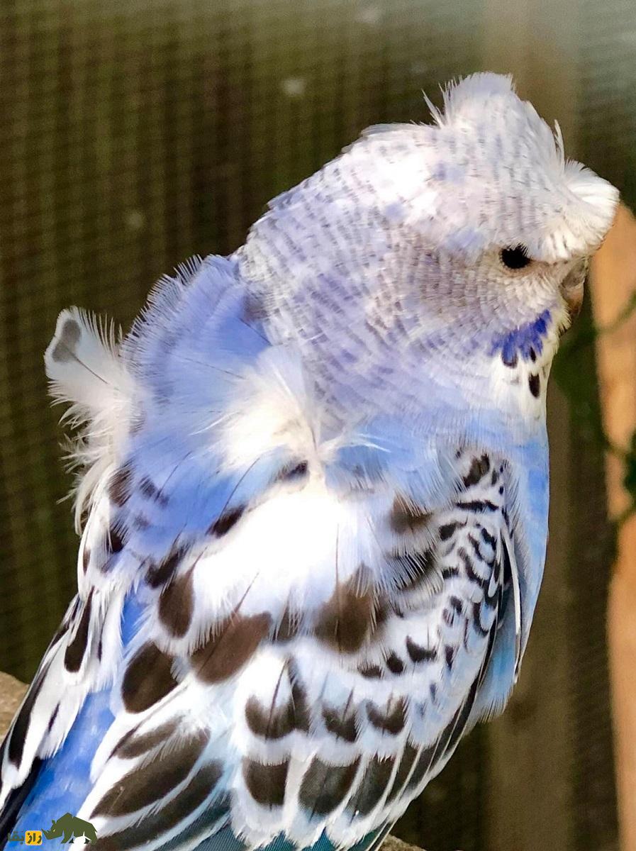 مرغ عشق پروانه‌ای