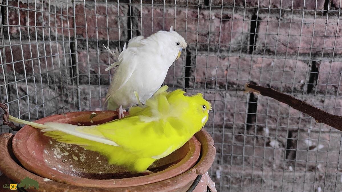 مرغ عشق پروانه‌ای