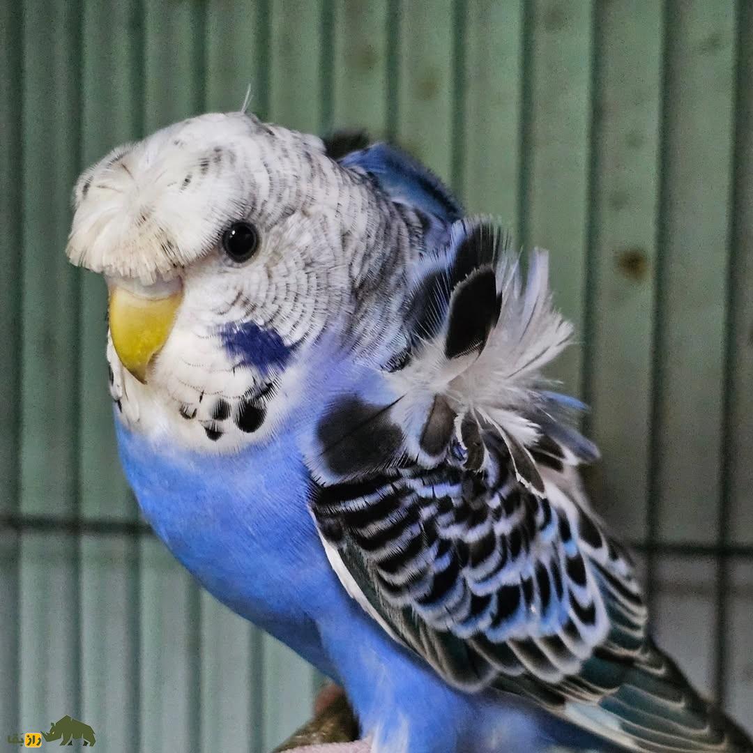 مرغ عشق پروانه‌ای