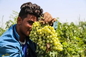 انگور ملایر؛ چگونه انگور ملایر بهترین انگور دنیا شد و چرا آن را ثبت جهانی کردند؟