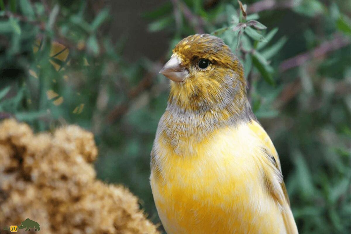 قناری تیمبرادوی اسپانیایی؛ قناری پرشور با آوازی فلزی و متنوع که به‌خاطر قدرت و تنوع صدا «نوازنده زنگ‌ها» لقب گرفته است