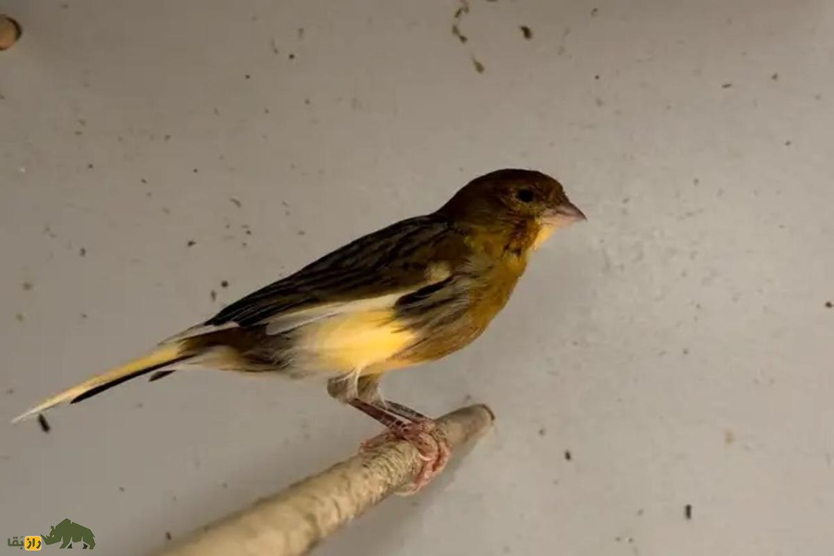 قناری تیمبرادوی اسپانیایی؛ قناری پرشور با آوازی فلزی و متنوع که به‌خاطر قدرت و تنوع صدا «نوازنده زنگ‌ها» لقب گرفته است