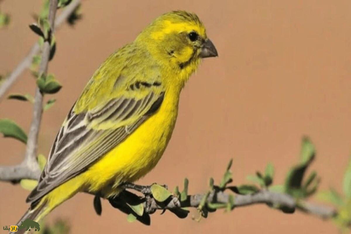 قناری تیمبرادوی اسپانیایی؛ قناری پرشور با آوازی فلزی و متنوع که به‌خاطر قدرت و تنوع صدا «نوازنده زنگ‌ها» لقب گرفته است