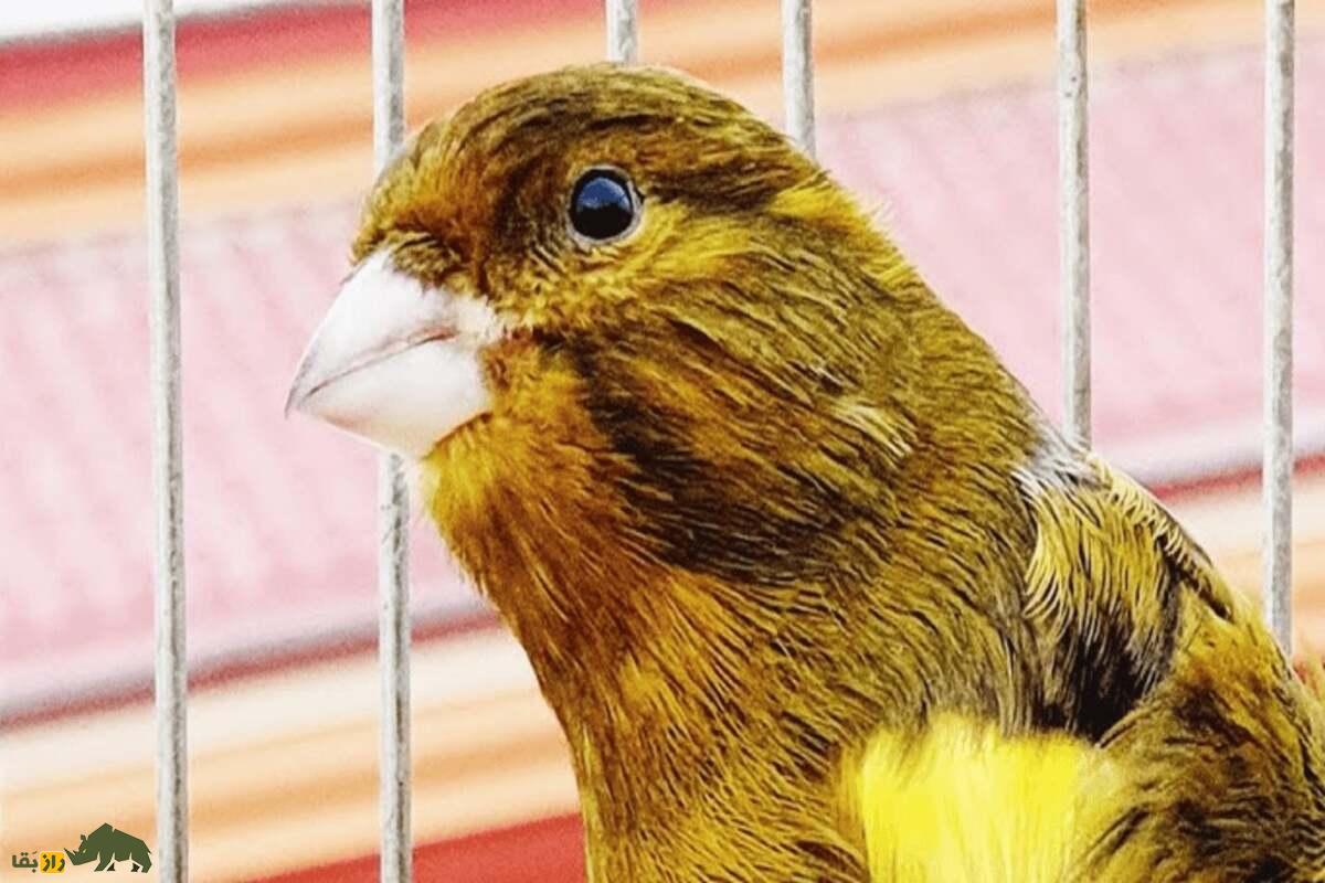 قناری تیمبرادوی اسپانیایی؛ قناری پرشور با آوازی فلزی و متنوع که به‌خاطر قدرت و تنوع صدا «نوازنده زنگ‌ها» لقب گرفته است