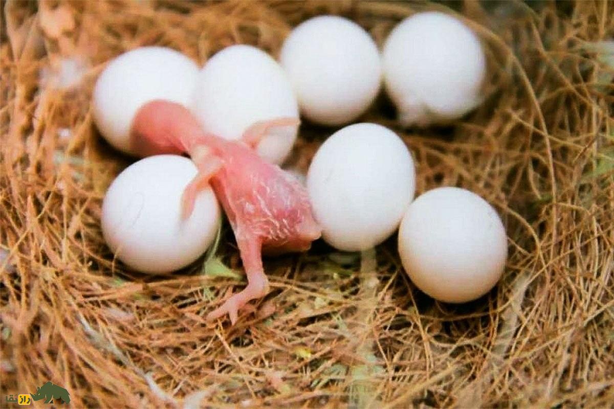 مرغ عشق چند تخم میگذارد و فاصله بین دو تخم چند روز است؟ مرغ عشق