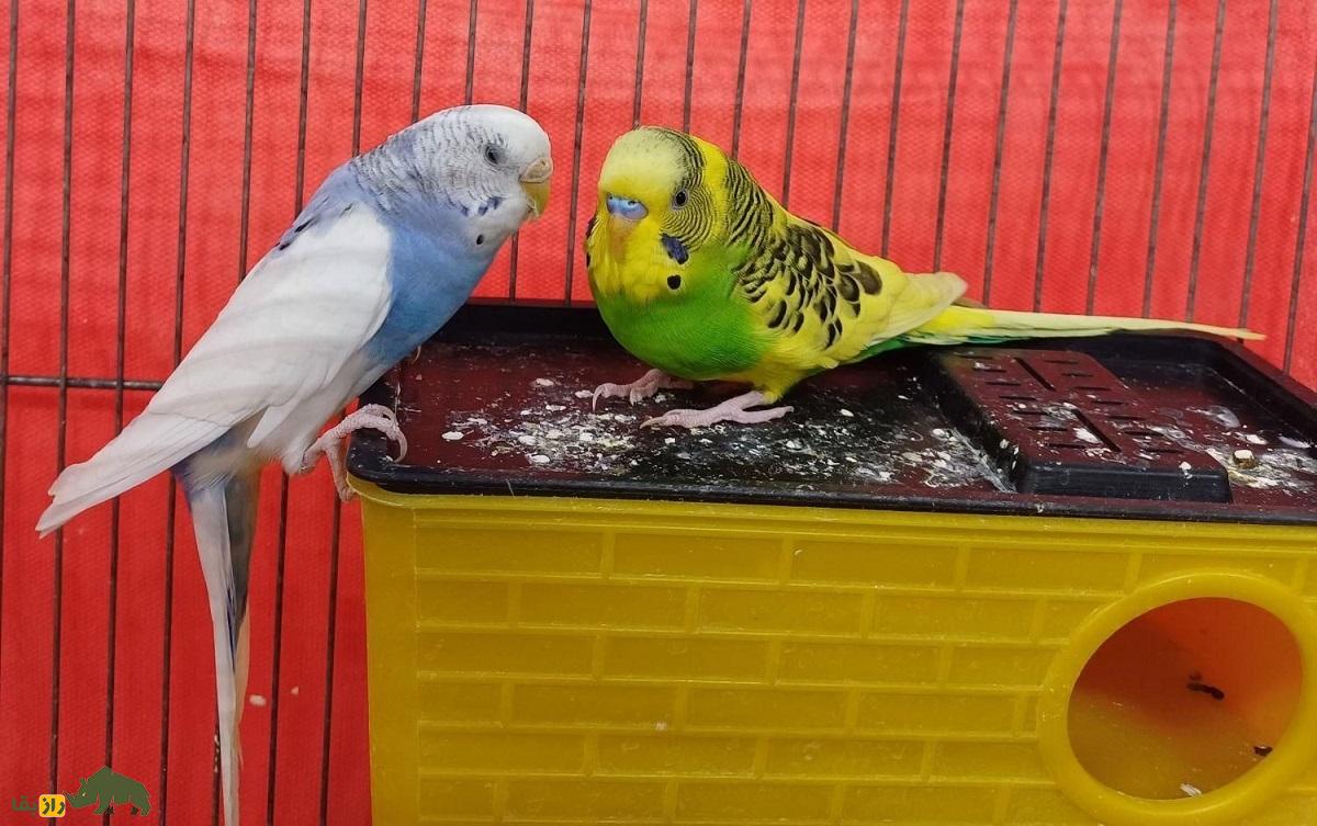 مرغ عشق چند تخم میگذارد و فاصله بین دو تخم چند روز است؟ مرغ عشق